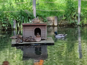 Garden/Images/ResizedWidth//point 020_heart pond_garden_duck gathering.jpg