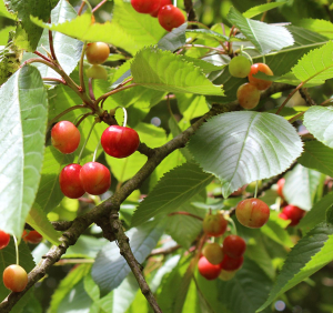 Garden/Images/ResizedWidth//point 040_cherry avenue_garden_cherry trees.jpg