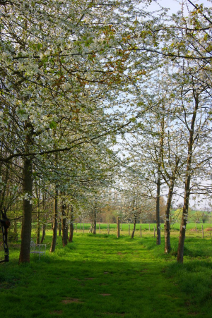 Garden/Images/ResizedWidth//point 040_cherry avenue_garden_prairy.jpg