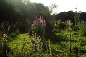 Garden/Images/ResizedWidth//point 042_cattail pond_garden_banks.jpg
