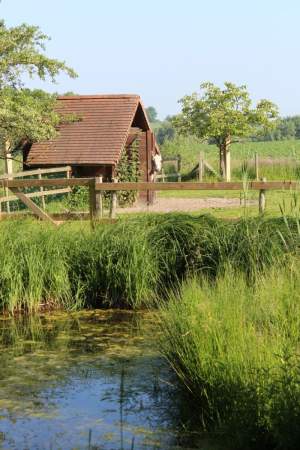 Garden/Images/ResizedWidth//point 042_cattail pond_garden_overview.jpg