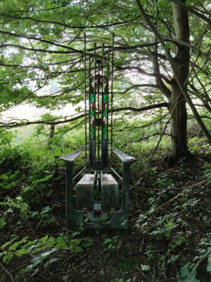 Garden/Images/ResizedWidth//point 050_forest_garden__cor de ree_de troon le roi du bois.jpg