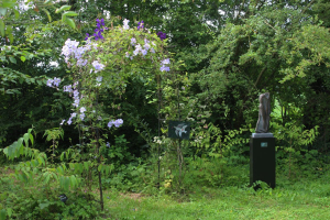 Garden/Images/ResizedWidth//point 070_isle of dreams_garden_2019.jpg