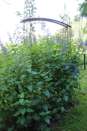 Garden/Images/ResizedWidth//point 090_semi circle_garden_salvia cloud 2.jpg