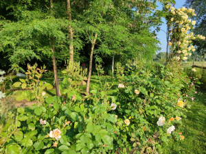 Garden/Images/ResizedWidth//point 100_rose hedge_garden_dreaming spires 1.jpg