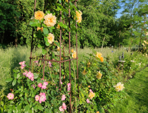 Garden/Images/ResizedWidth//point 100_rose hedge_garden_dreaming spires_edith janzen.jpg