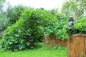 Garden/Images/ResizedWidth//point 120_kitchen garden_garden_gate.jpg