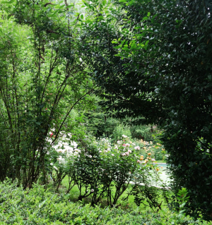 Garden/Images/ResizedWidth//point 130_labyrinth_garden_trail.jpg